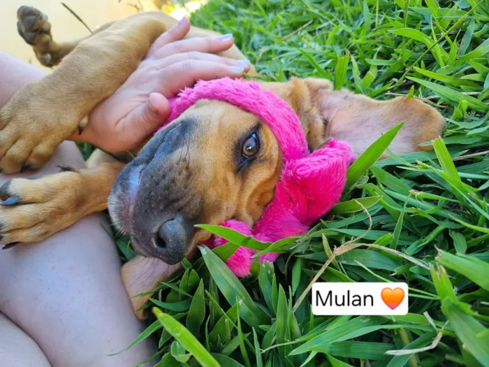 Cachorro raça SRD-ViraLata idade 2 a 6 meses nome Aurora Mulan e Moana