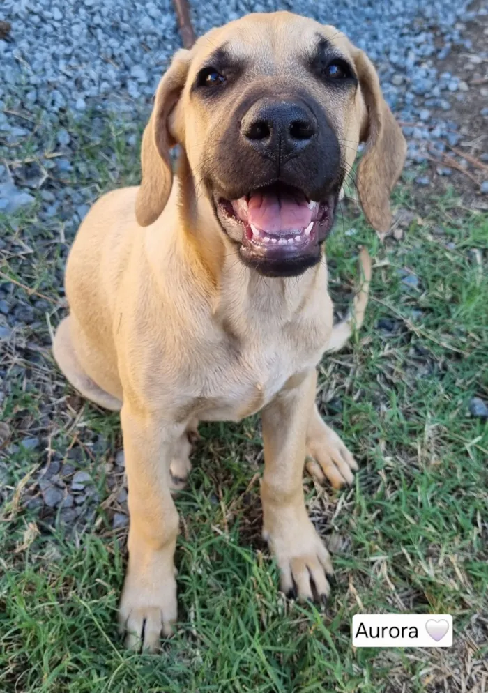 Cachorro raça SRD-ViraLata idade 2 a 6 meses nome Aurora Mulan e Moana