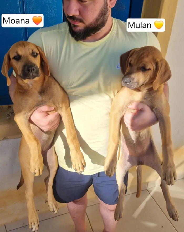 Cachorro raça SRD-ViraLata idade 2 a 6 meses nome Aurora Mulan e Moana