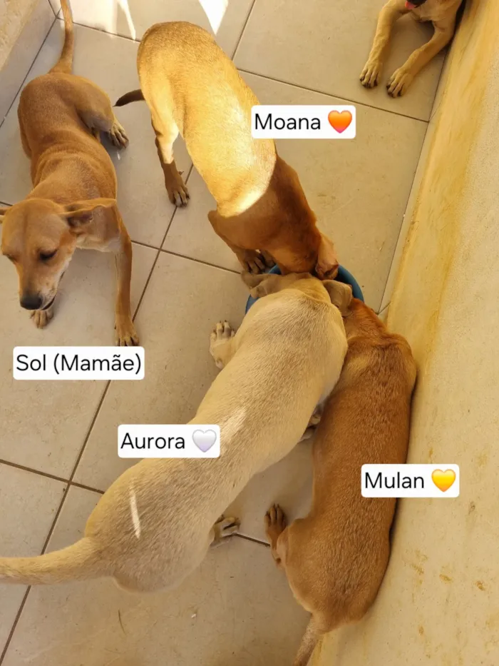 Cachorro raça SRD-ViraLata idade 2 a 6 meses nome Aurora Mulan e Moana