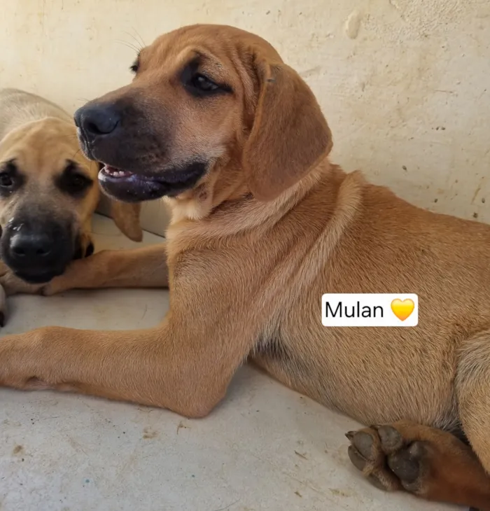 Cachorro raça SRD-ViraLata idade 2 a 6 meses nome Aurora Mulan e Moana