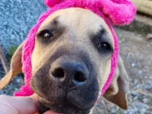 Cachorro raça SRD-ViraLata idade 2 a 6 meses nome Aurora Mulan e Moana
