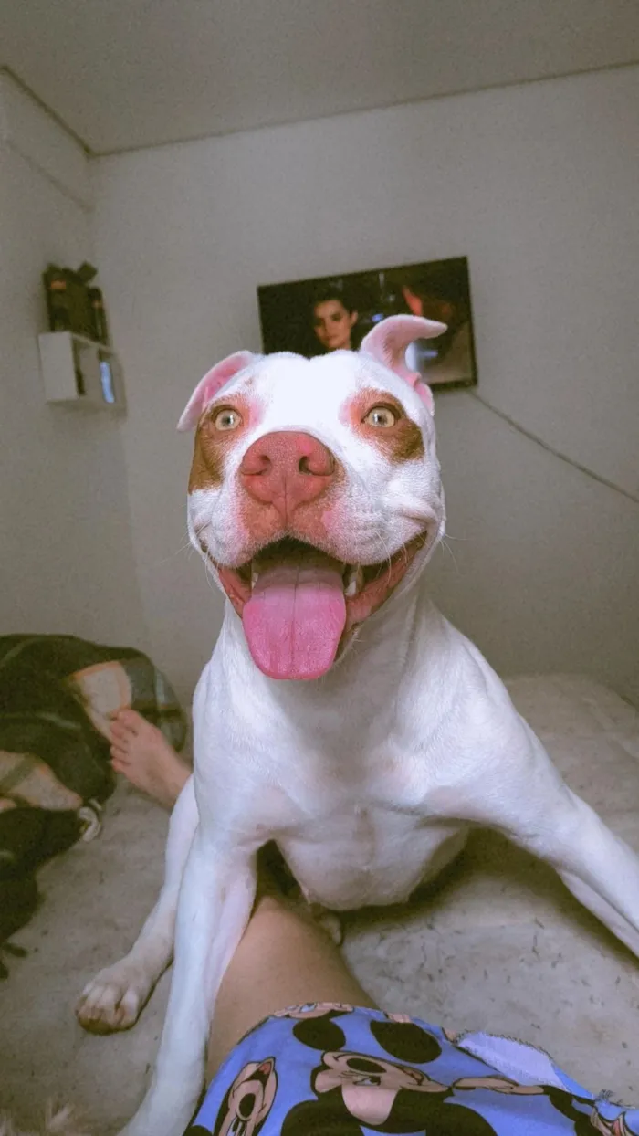 Cachorro raça Pit-Bull idade 7 a 11 meses nome Layra