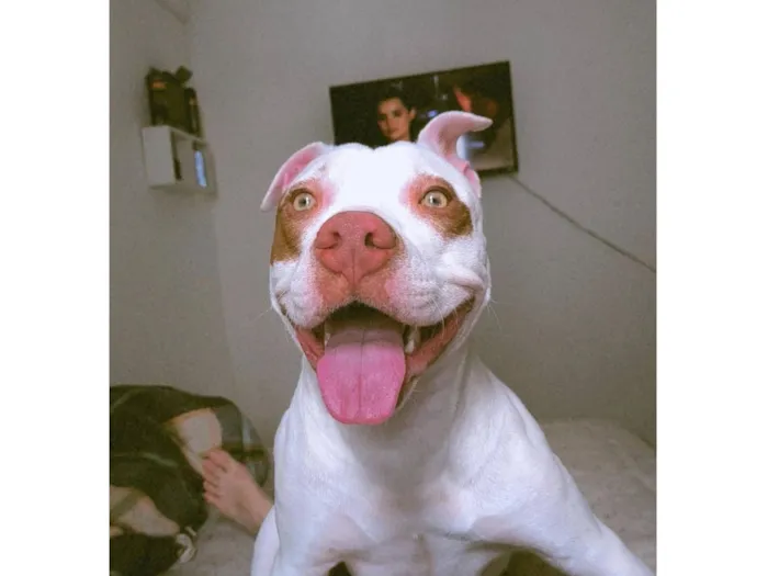 Cachorro raça Pit-Bull idade 7 a 11 meses nome Layra