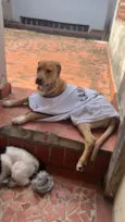 Cachorro raça SRD-ViraLata idade 7 a 11 meses nome Aurora 