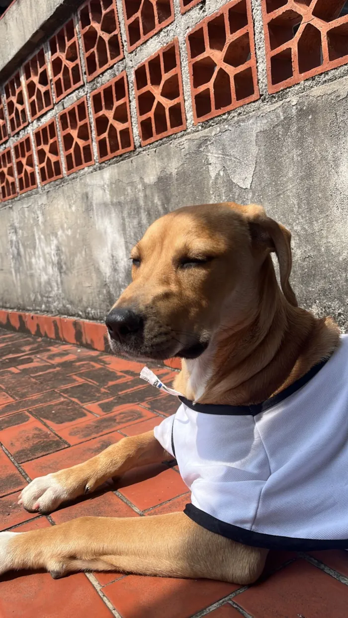 Cachorro raça SRD-ViraLata idade 7 a 11 meses nome Aurora 