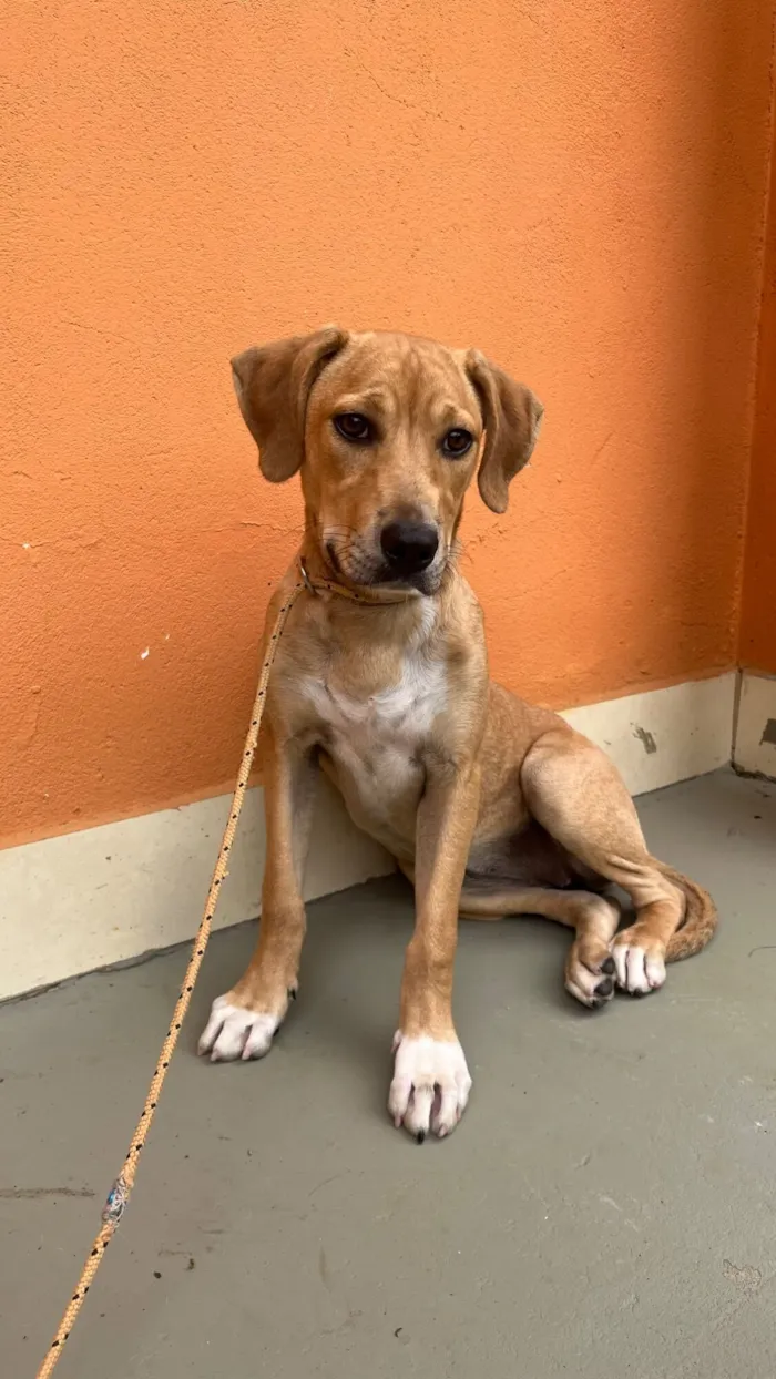 Cachorro raça SRD-ViraLata idade 7 a 11 meses nome Aurora 