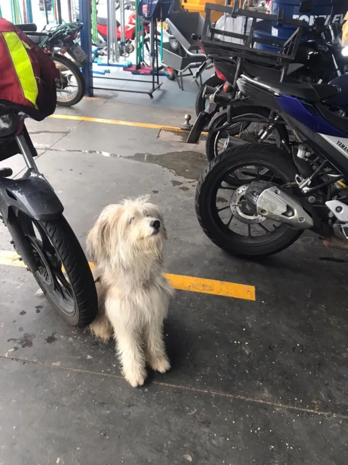 Cachorro raça Poodle idade 1 ano nome Nao sei