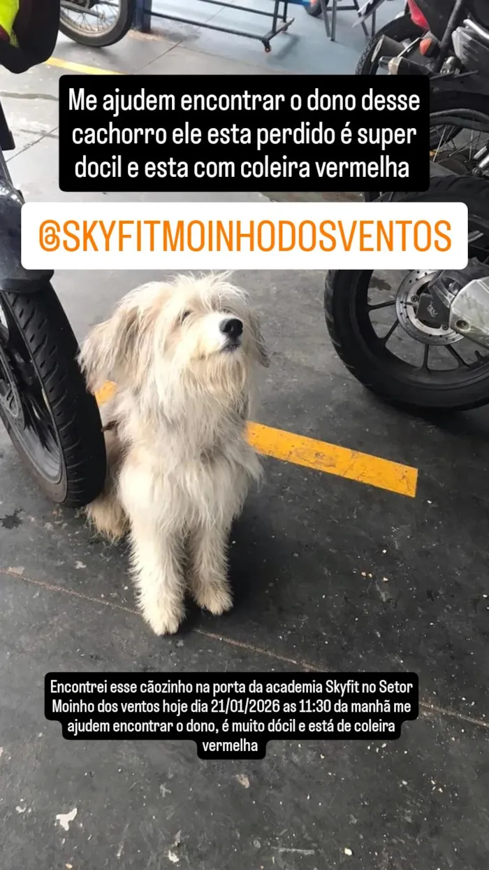Cachorro raça Poodle idade 1 ano nome Nao sei