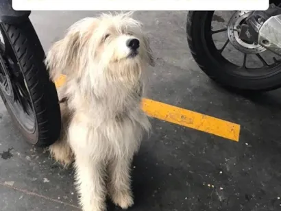 Cachorro raça Poodle idade 1 ano nome Nao sei