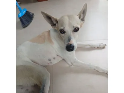 Cachorro raça SRD-ViraLata idade 3 anos nome Pipoca