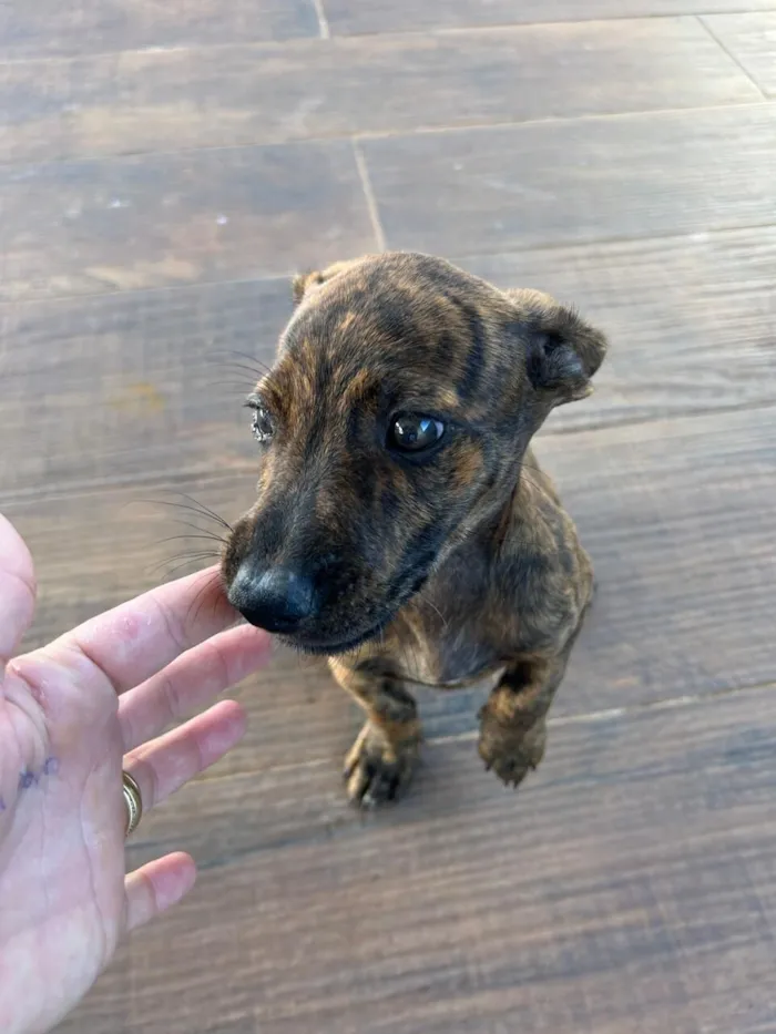 Cachorro raça SRD-ViraLata idade 2 a 6 meses nome Malhado 