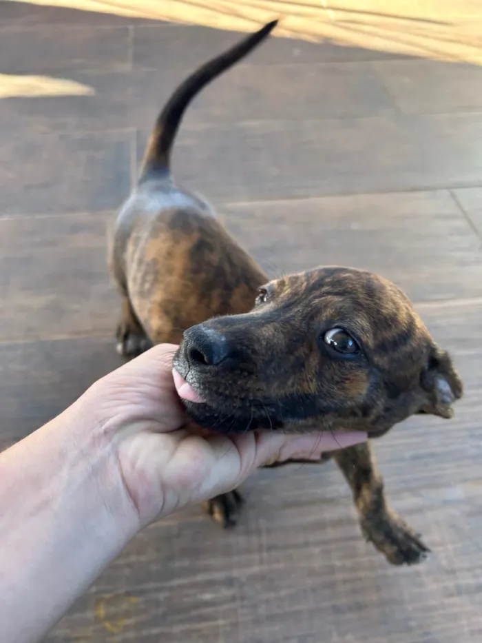 Cachorro raça SRD-ViraLata idade 2 a 6 meses nome Malhado 