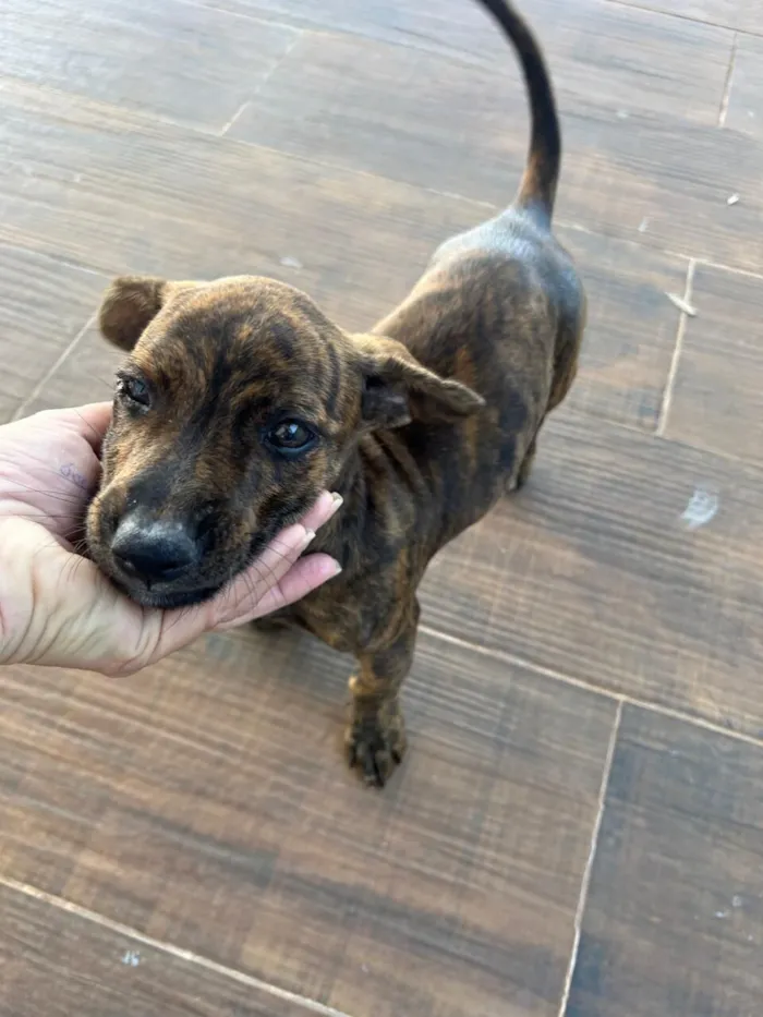 Cachorro raça SRD-ViraLata idade 2 a 6 meses nome Malhado 