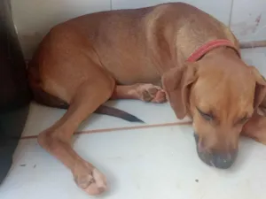 Cachorro raça SRD-ViraLata idade 2 a 6 meses nome Teddy 