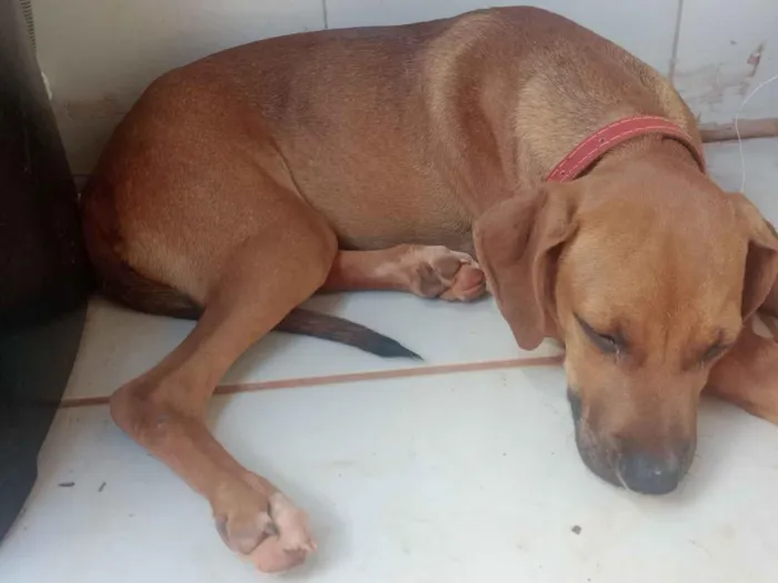 Cachorro raça SRD-ViraLata idade 2 a 6 meses nome Teddy 