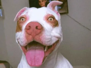 Cachorro raça Pit-Bull idade 7 a 11 meses nome Layra