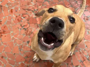 Cachorro raça SRD-ViraLata idade 7 a 11 meses nome Aurora 