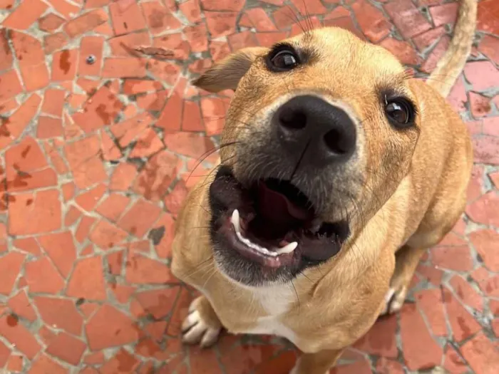 Cachorro raça SRD-ViraLata idade 7 a 11 meses nome Aurora 