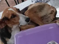 Cachorro raça SRD-ViraLata idade 4 anos nome Amora