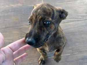 Cachorro raça SRD-ViraLata idade 2 a 6 meses nome Malhado 