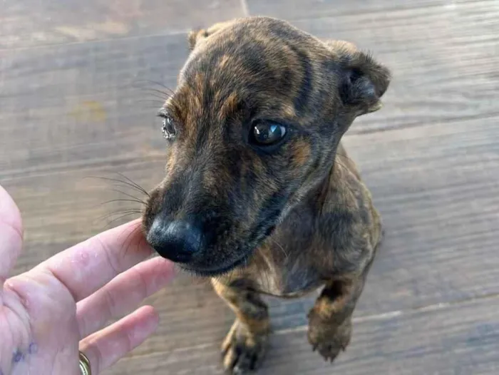 Cachorro raça SRD-ViraLata idade 2 a 6 meses nome Malhado 