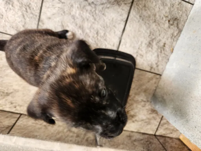 Cachorro raça SRD-ViraLata idade Abaixo de 2 meses nome Sem nome