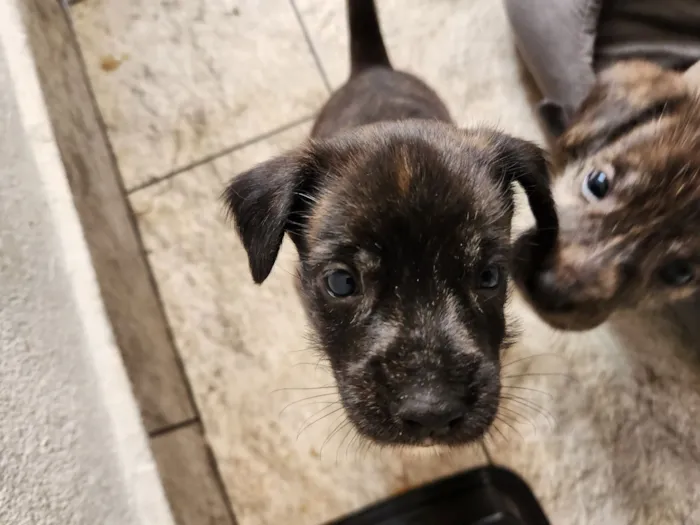 Cachorro raça SRD-ViraLata idade Abaixo de 2 meses nome Sem nome