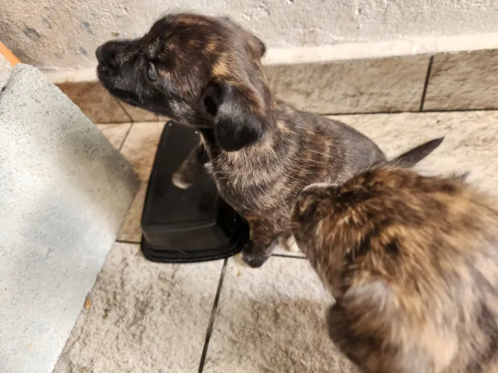 Cachorro raça SRD-ViraLata idade Abaixo de 2 meses nome Sem nome