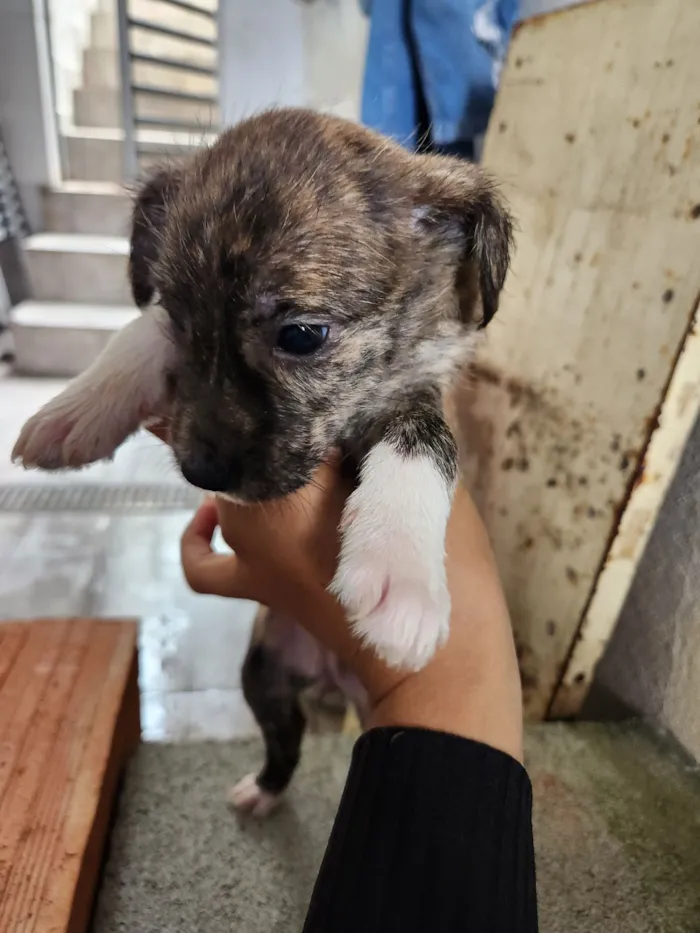 Cachorro raça SRD-ViraLata idade Abaixo de 2 meses nome Sem nome