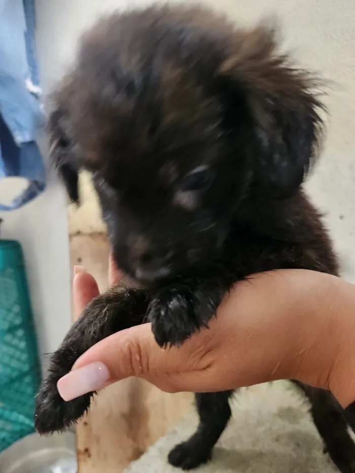 Cachorro raça SRD-ViraLata idade Abaixo de 2 meses nome Sem nome