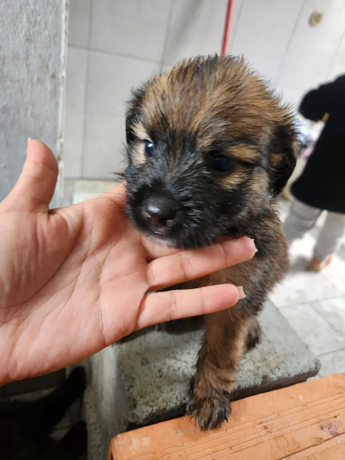 Cachorro raça SRD-ViraLata idade Abaixo de 2 meses nome Sem nome