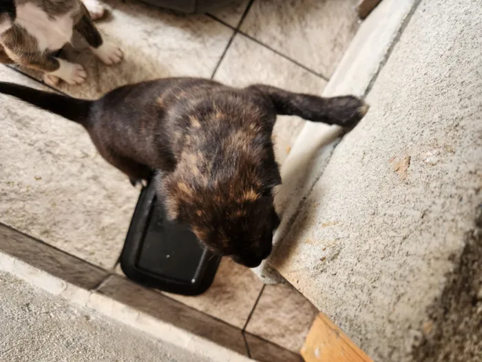 Cachorro raça SRD-ViraLata idade Abaixo de 2 meses nome Sem nome