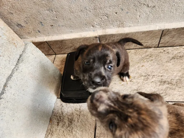 Cachorro raça SRD-ViraLata idade Abaixo de 2 meses nome Sem nome