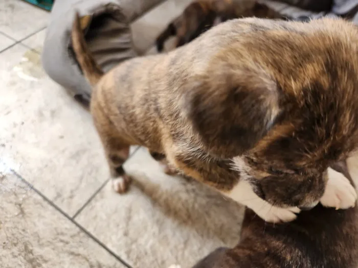 Cachorro raça SRD-ViraLata idade Abaixo de 2 meses nome Sem nome