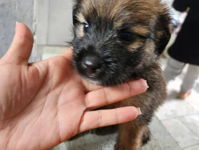 Cachorro raça SRD-ViraLata idade Abaixo de 2 meses nome Sem nome