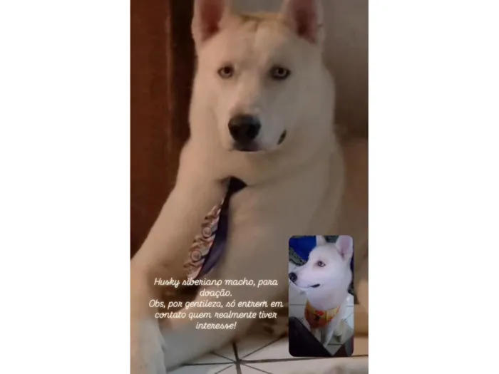 Cachorro raça Husky Siberiano idade 1 ano nome Sírios 