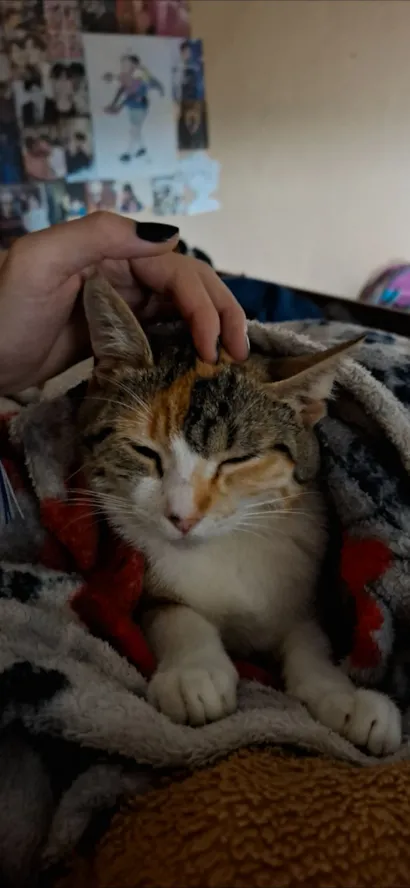 Gato raça SRD-ViraLata idade 1 ano nome Charlotte 