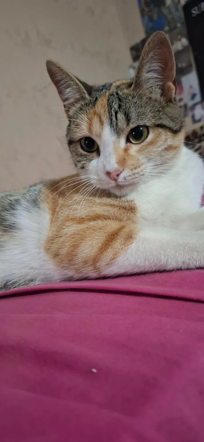 Gato raça SRD-ViraLata idade 1 ano nome Charlotte 