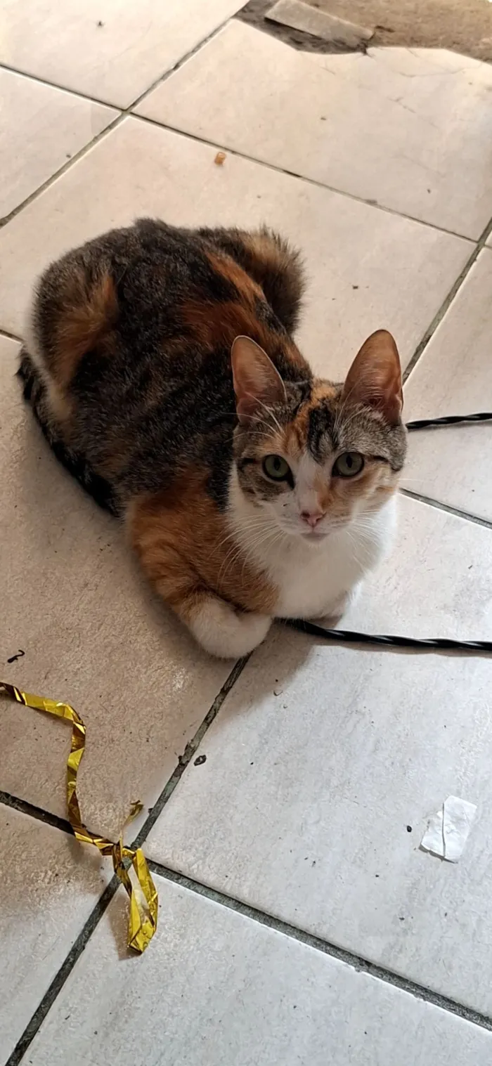 Gato raça SRD-ViraLata idade 1 ano nome Charlotte 