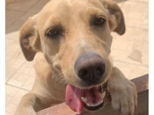 Cachorro raça SRD-ViraLata idade 6 ou mais anos nome Kiara 