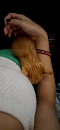 Gato raça SRD-ViraLata idade Abaixo de 2 meses nome Dao