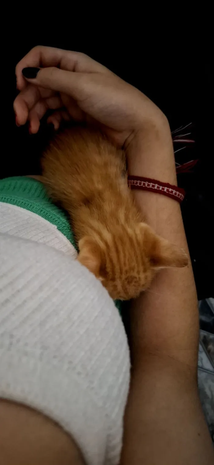 Gato raça SRD-ViraLata idade Abaixo de 2 meses nome Dao