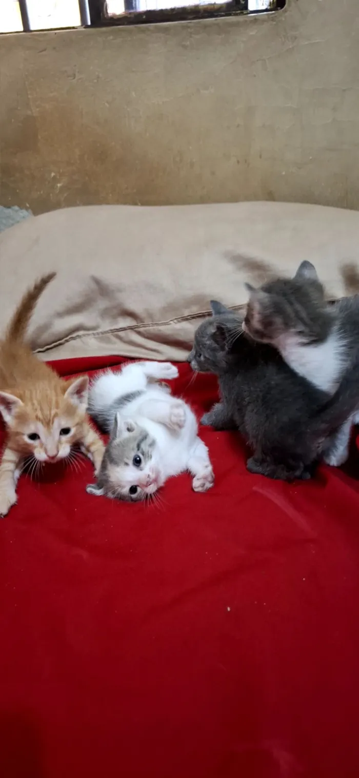 Gato raça SRD-ViraLata idade Abaixo de 2 meses nome Dao