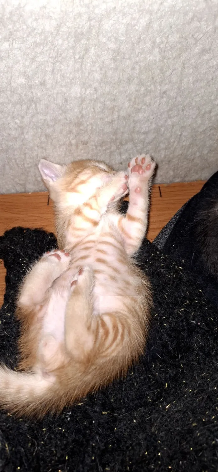 Gato raça SRD-ViraLata idade Abaixo de 2 meses nome Dao