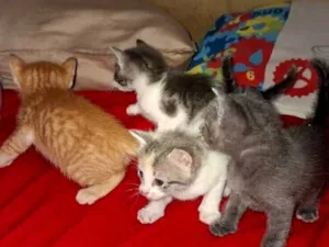 Gato raça SRD-ViraLata idade Abaixo de 2 meses nome Dao, Macau, Becky e Joe 