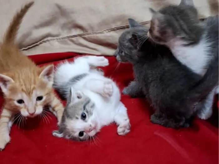 Gato raça SRD-ViraLata idade Abaixo de 2 meses nome Dao, Macau, Becky e Joe 