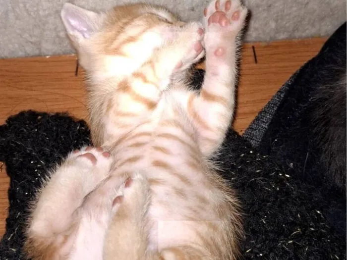 Gato raça SRD-ViraLata idade Abaixo de 2 meses nome Dao, Macau, Becky e Joe 