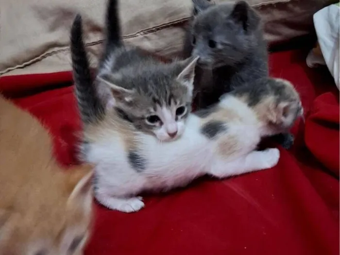 Gato raça SRD-ViraLata idade Abaixo de 2 meses nome Dao, Macau, Becky e Joe 