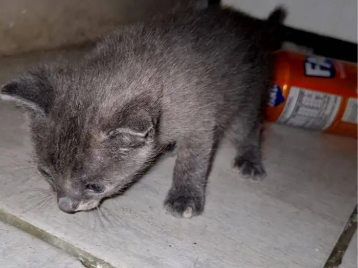 Gato raça SRD-ViraLata idade Abaixo de 2 meses nome Dao, Macau, Becky e Joe 